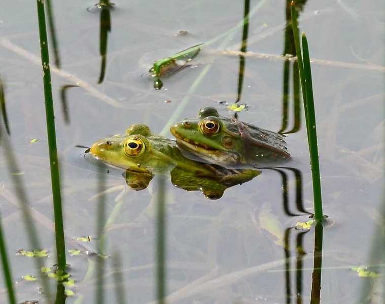 Che fame!! - Pelophylax sp.